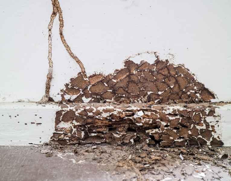 Riconoscere le termiti dai danni sul legno