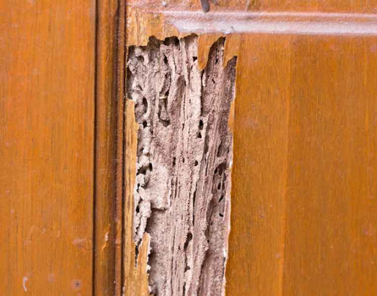 Segnali di riconoscimento delle termiti