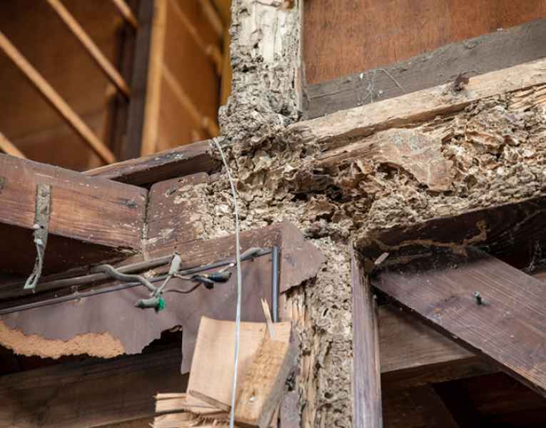 Danni termiti del legno