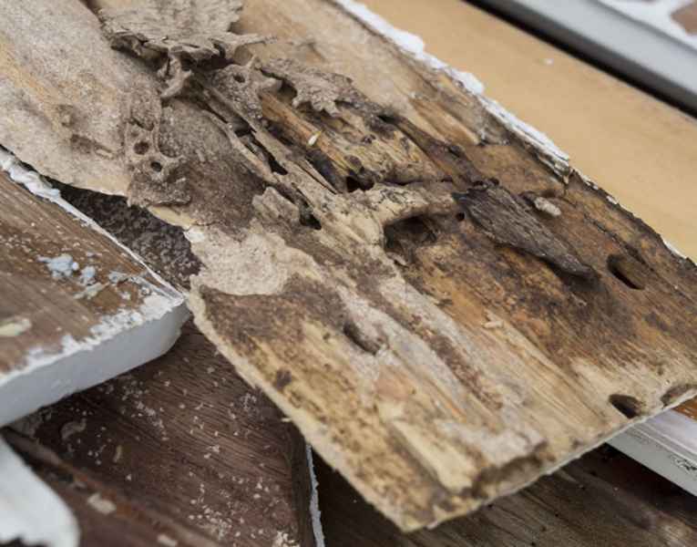 Danni termiti del legno