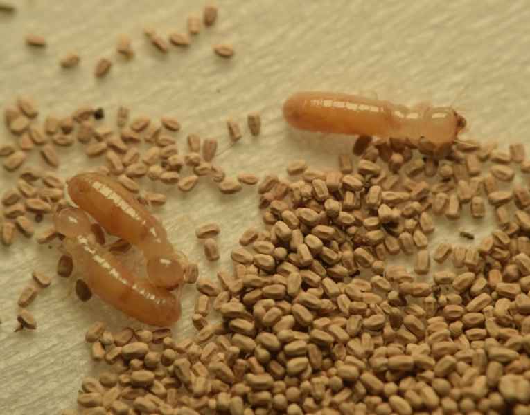 Frass escrementi di termiti del legno