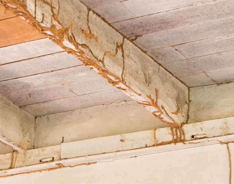 Riconoscere termiti e segnali di infestazione