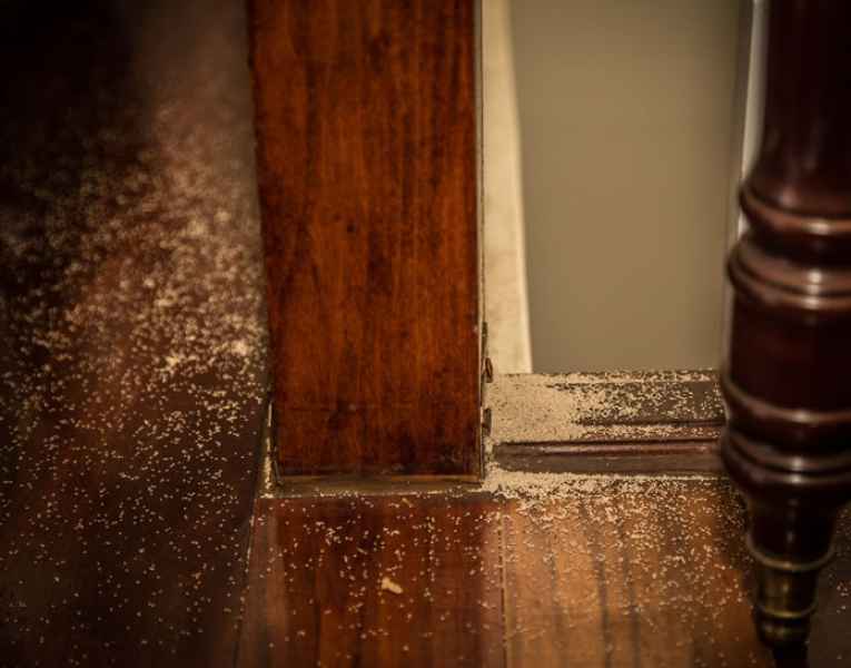 Polvere e segatura, segnali di infestazione da termiti