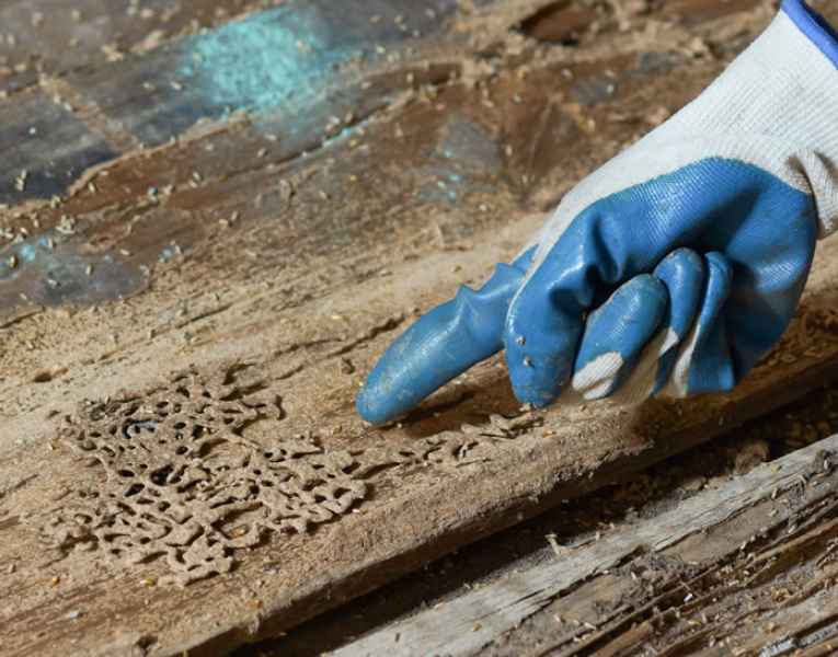 Segni identificativi di gallerie di termiti