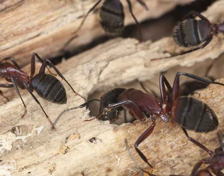 Formiche carpentiere del legno segnali infestazione
