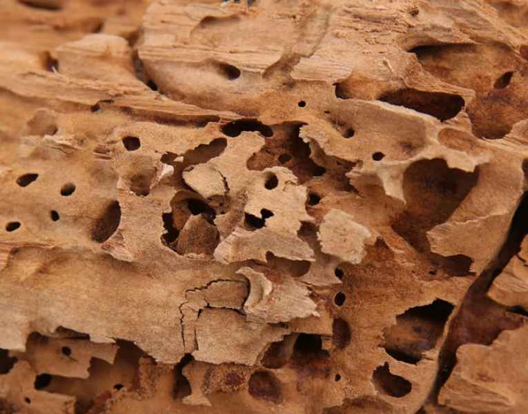 Gallerie e segni di presenza formiche del legno