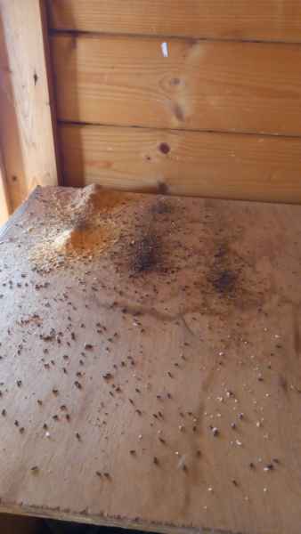 Rosume polvere legno formiche carpentiere