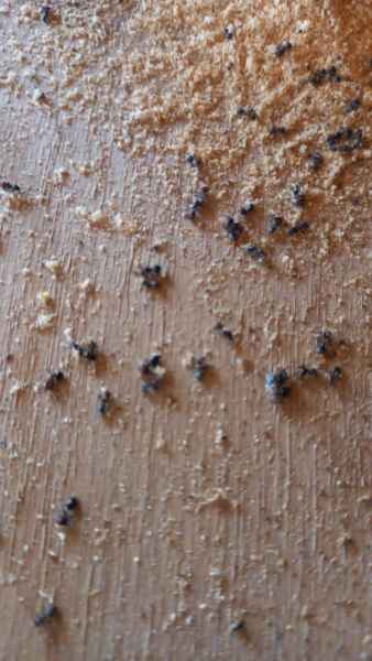 Segnali presenza formiche carpentiere del legno
