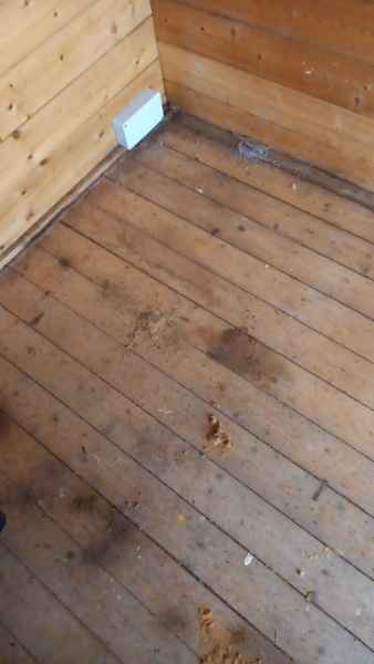 Segni presenza formiche carpentiere