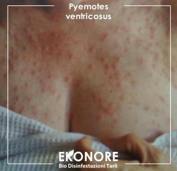 Punture acaro del tarlo del legno