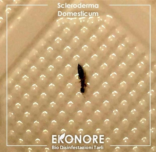 Come riconoscere ed elimimare lo scleroderma il parassita dei tarli