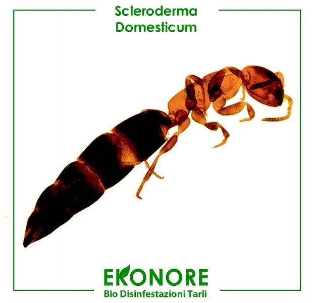 Riconoscere lo scleroderma domestico