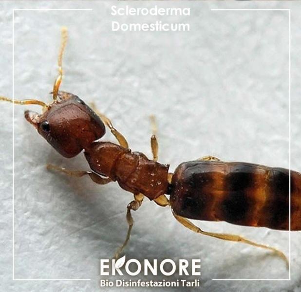 Scleroderma Domestico, il parassita dei tarli