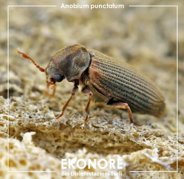 Tarlo comune dei mobili anobium punctatum