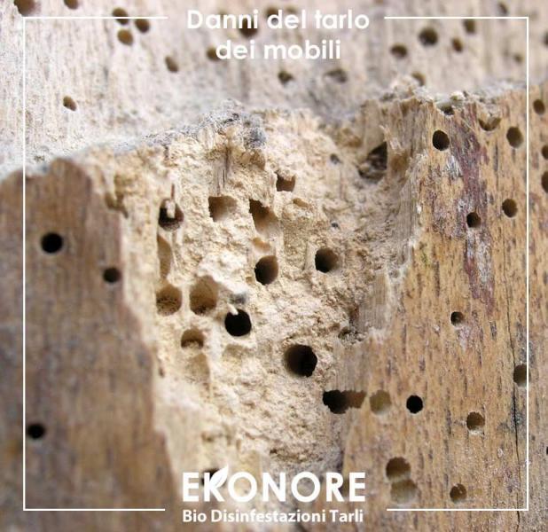 Riconoscere i danni dei tarli nel legno tarlato del tarlo comune dei mobili