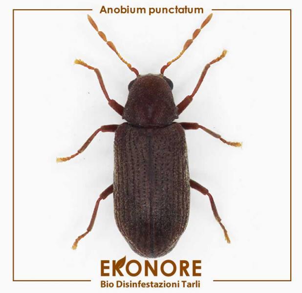 Eliminare il tarlo comune dei mobili anobium punctatum