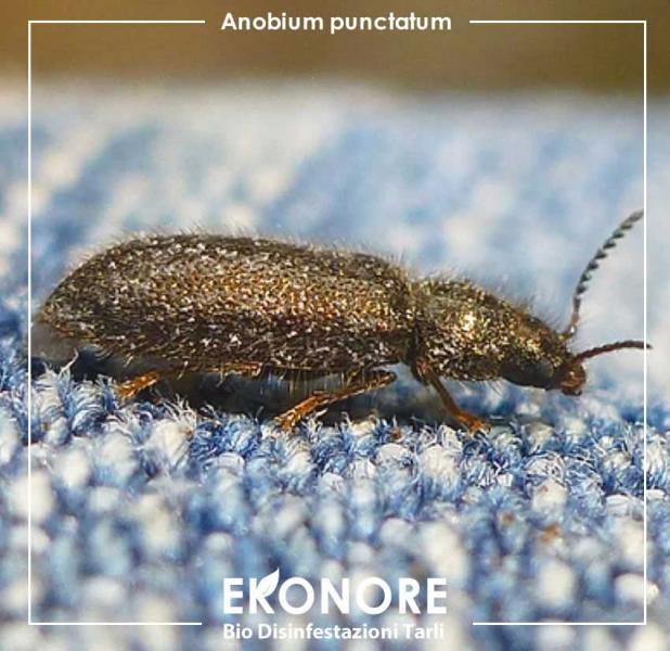 Il tarlo comune dei mobili anobium punctatum come riconoscerlo ed eliminarlo