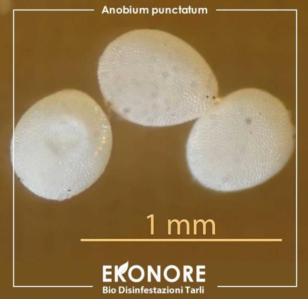 Uova anobium punctatum tarlo dei mobili