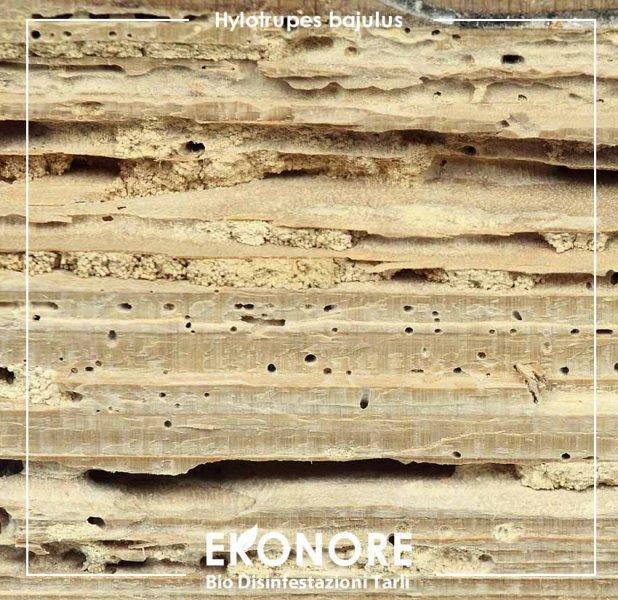 Rimedi per eliminare i tarli del legno