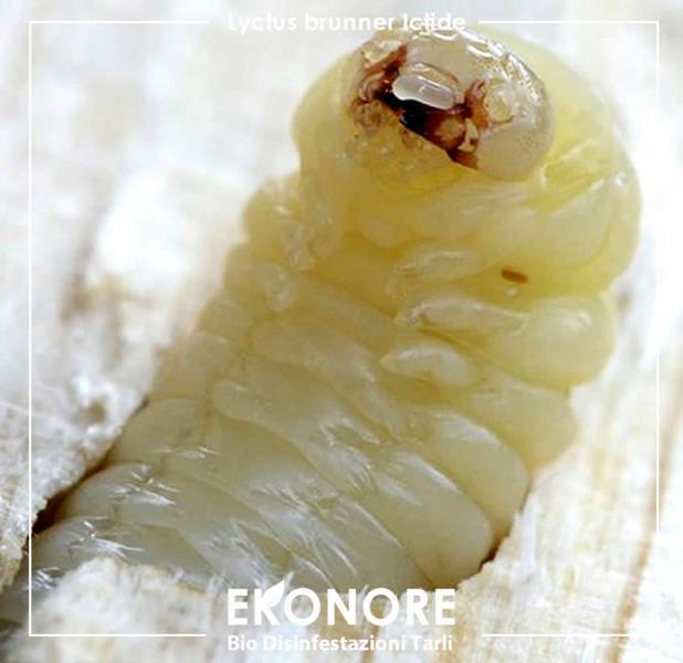 larva del tarlo dei mobili. Rimedio per eliminare i tarli del legno naturalmente
