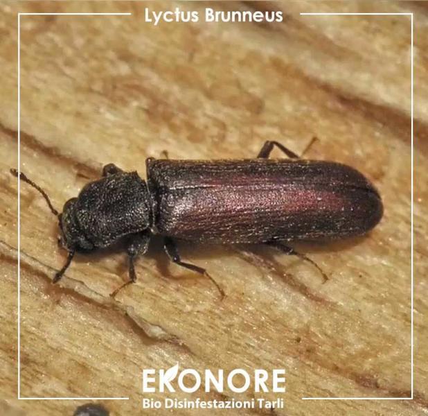 lyctus brunneus tarlo dei mobili rimedi naturali